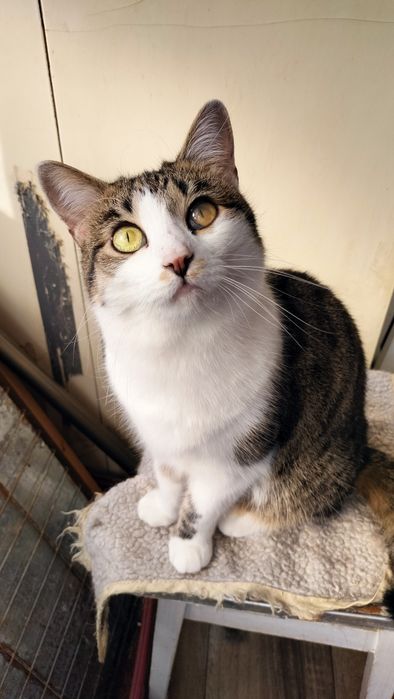 Котик кішка безкоштовно