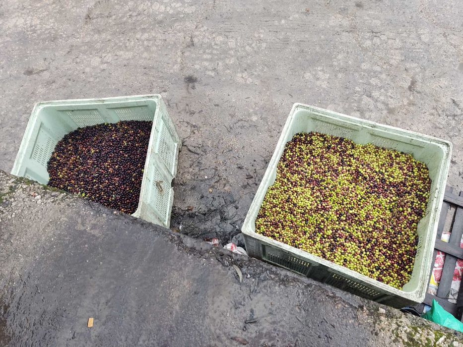Azeite Virgem 0.2 (Região Demarcada do Douro)