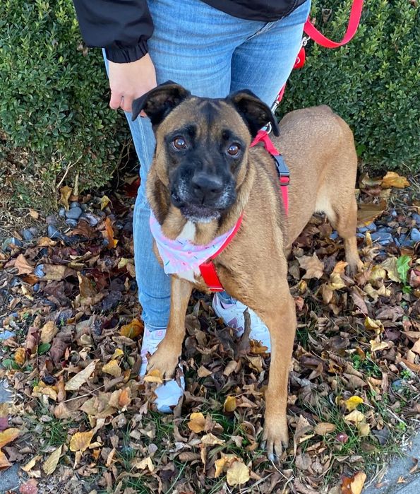 Puma w typie boksera szuka domu. Adoptuj!