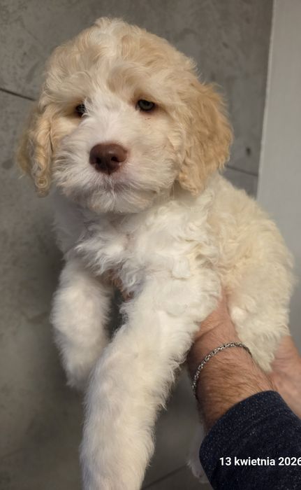 Lagotto Romagnolo FCI piesek