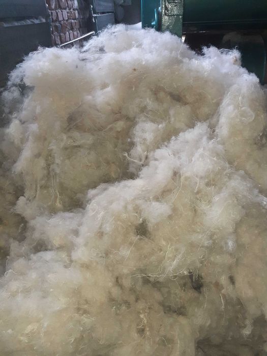 Wełna owcza jasna szarpanka