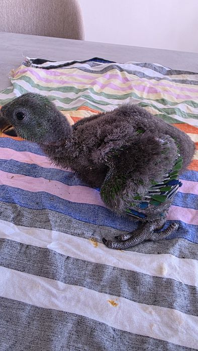 Papagaio Ecletus macho , para criar á  mão.