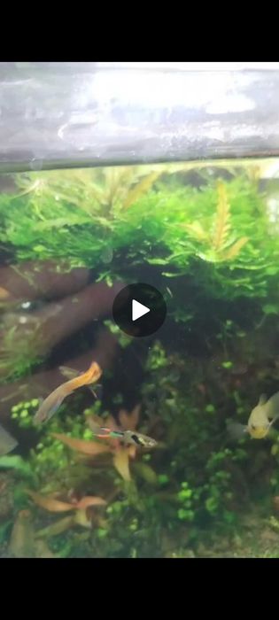 Vendo guppies endler