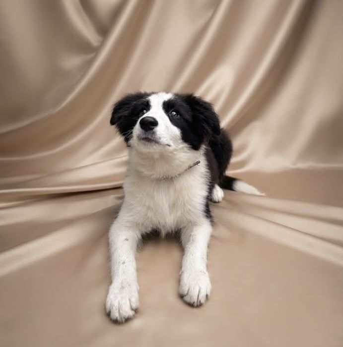 Suczka border collie FCI