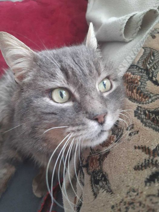 Гарний кіт у добрі руки