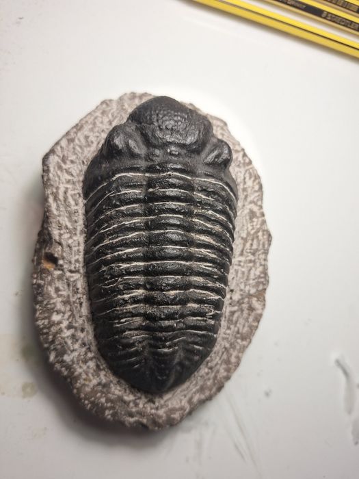 Fóssil de Trilobite (Espécie Phacops) – Exemplar de Coleção