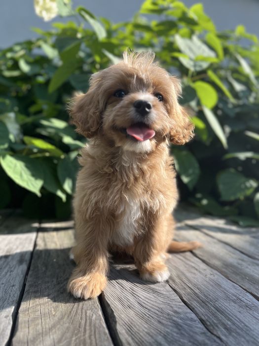 Кавапу (Cavapoo)хлопчик