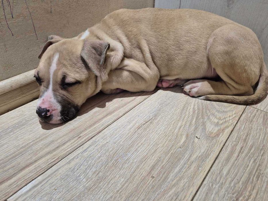 Продам щенков Амстаффа