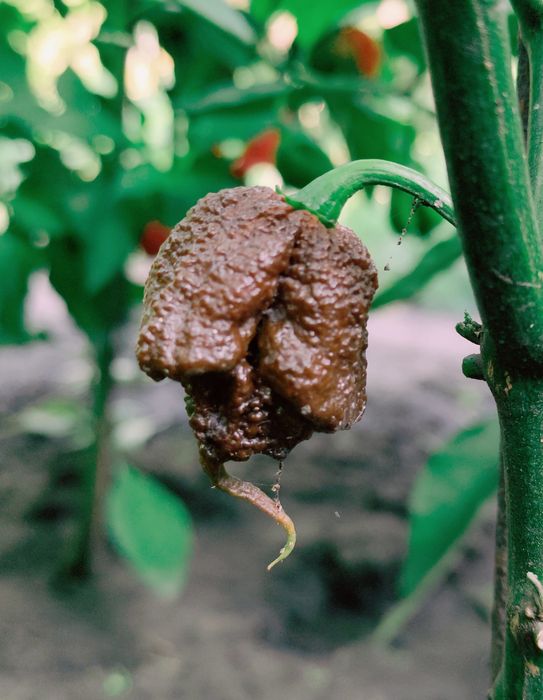 Carolina Reaper надгострий перець(мелений) 10 грам.