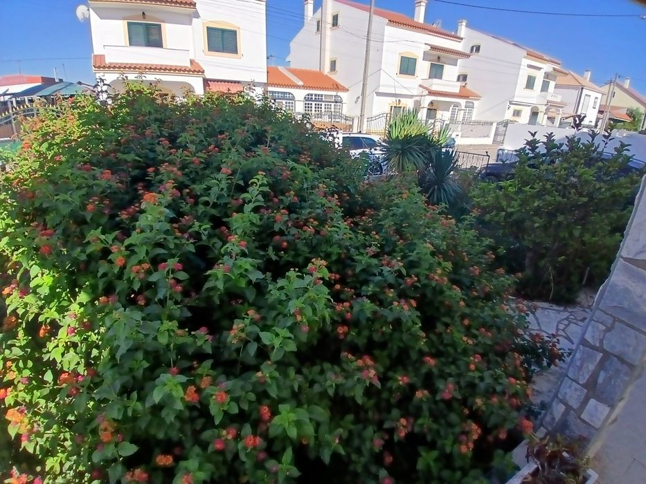 Limpeza de terrenos e manutenção jardins