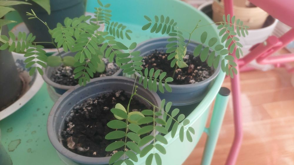 10 nasion Płomień Afryki, Delonix Regia