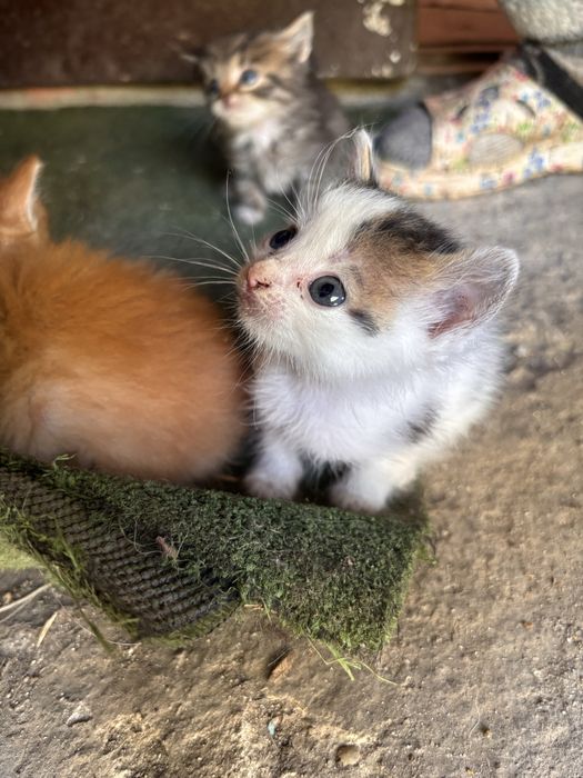Віддам котиків в добрі руки