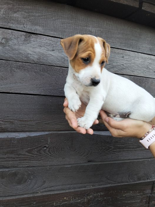 Jack Russell Terrier szczeniaki