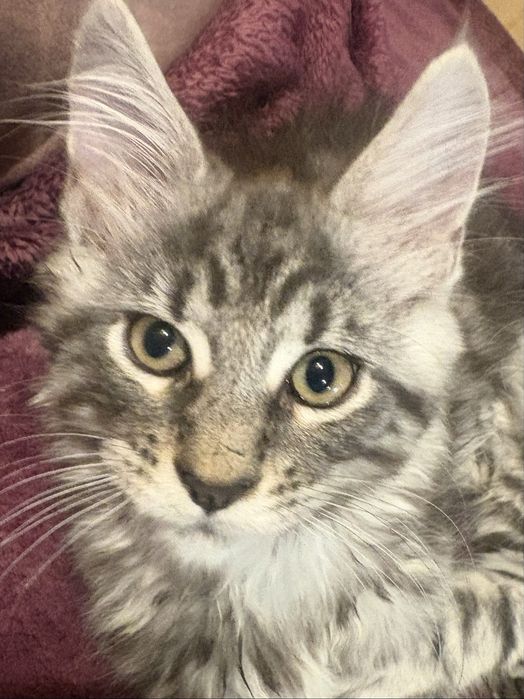 Gotowy do odbioru MAGIC piękny czarny  kocurek maine coon TICA
