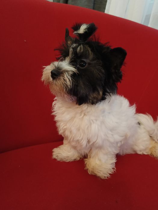Samiec Yorkshire terrier biewer/ocean Pearl