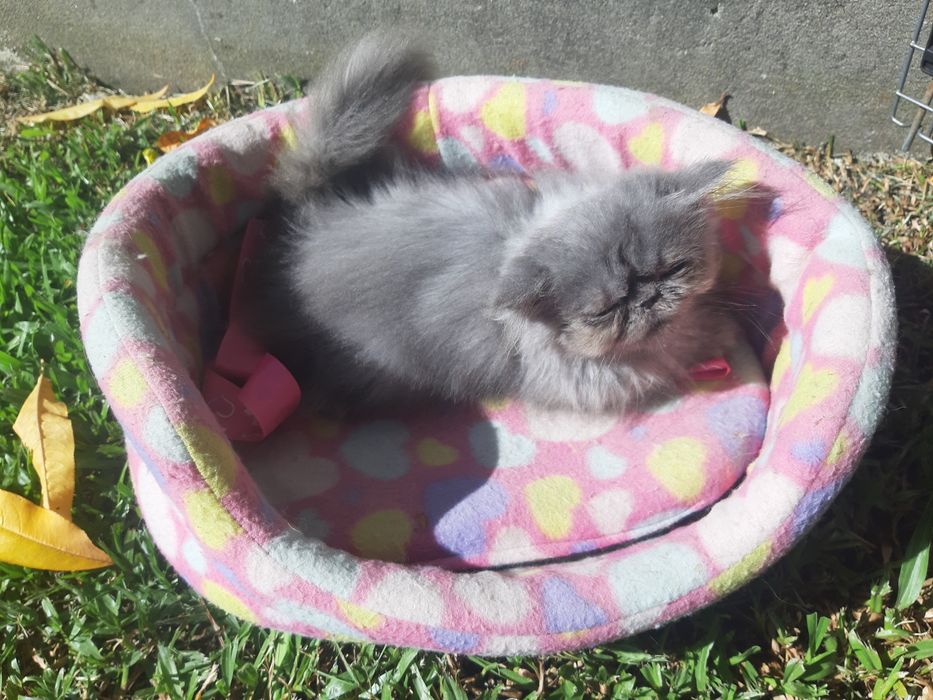 Gato persa azul(cinza)