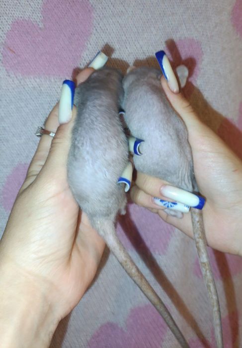 Пацючки    сфінкси