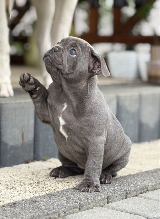 Buldog francuski Blue. Piekne zdrowe szczenięta