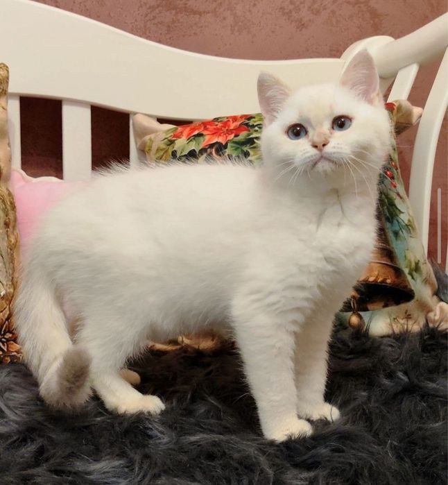 Шотландские котолапки