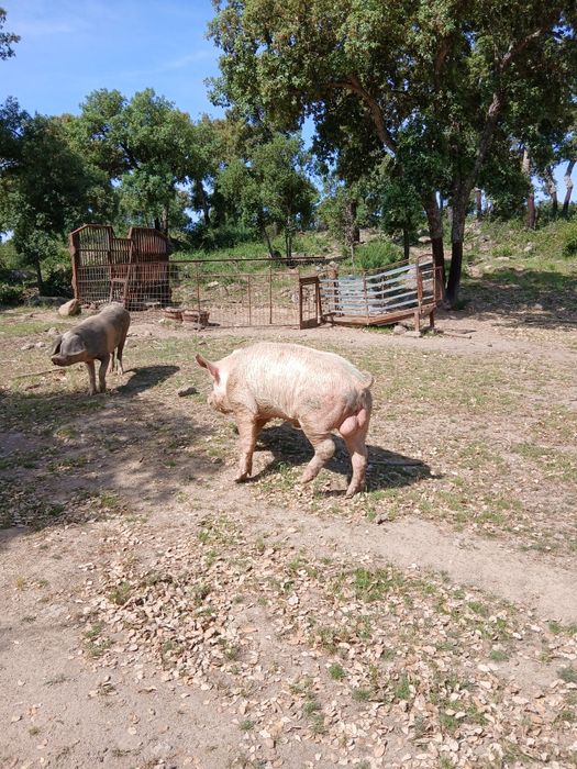 Porco inteiro para venda