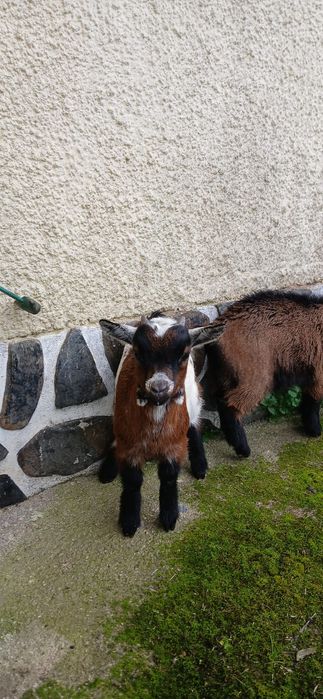Cabras Anãs para venda