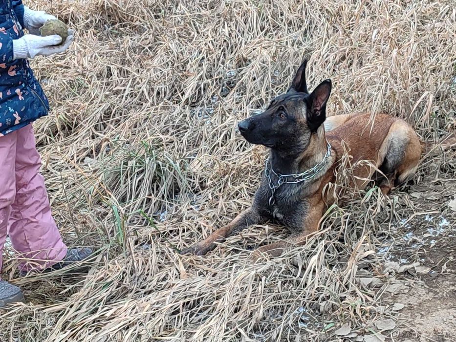 Хлопчик та дівчинка щенята бельгийской вівчарки малінуа!