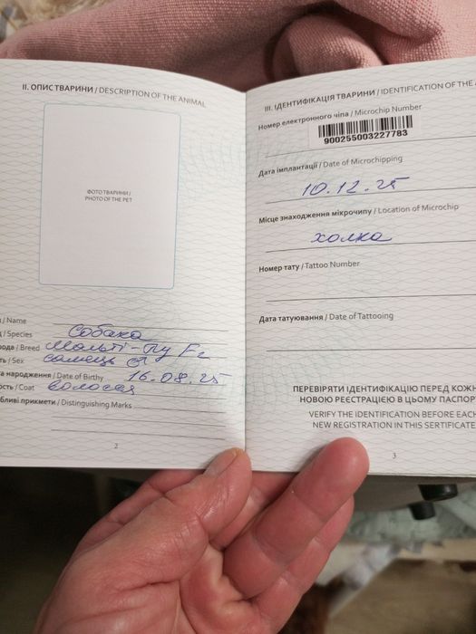 Підрощений F2 хлопчик Мальтіпу
