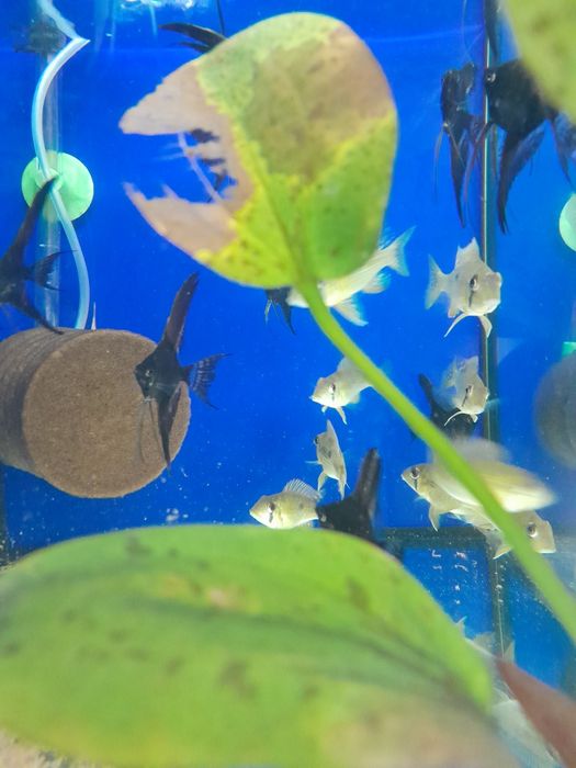 Ziemiojad geophagus  taeniopareius 4-5 cm