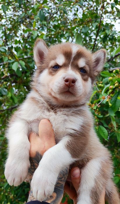 Сибирский хаски -