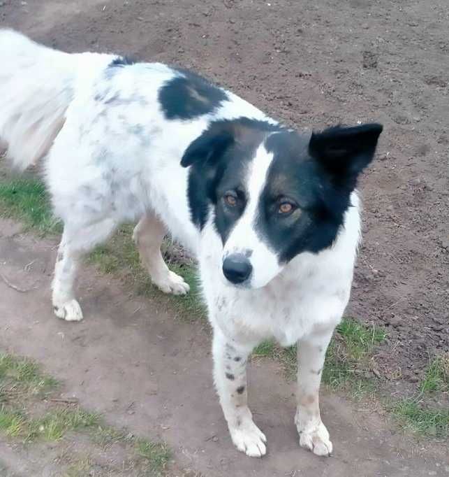 Тіна в добрі руки