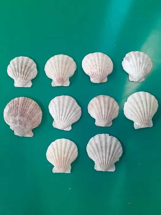 MUSZLE MORSKIE oryginalne dekoracyjne 10 szt.