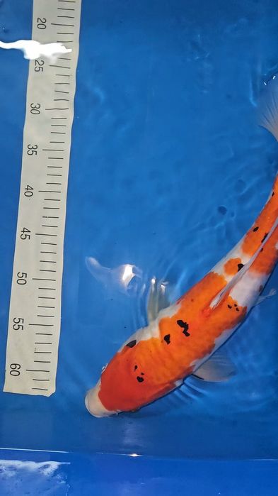 Carpa Koi - Sanke - 44cm
