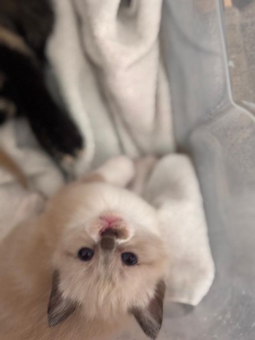 Gatos  para adopção