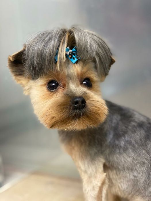 Groomer Kielce fryzjer dla pasów