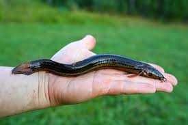 Рибна ферма вирощує в'юна