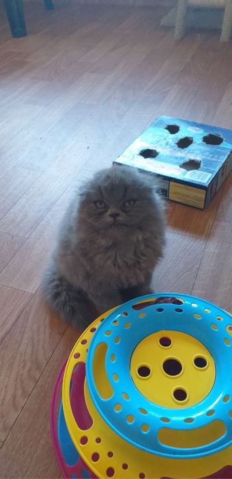 Hiland fold com alta qualidade de raça