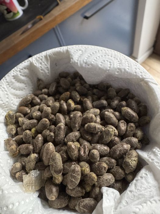 Pszczoły pszczółki murarki kokony 550 sztuk