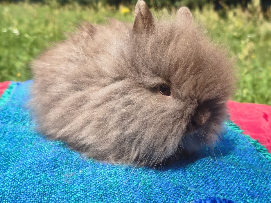 Karzełek Teddy/ puszysty / długowłosy