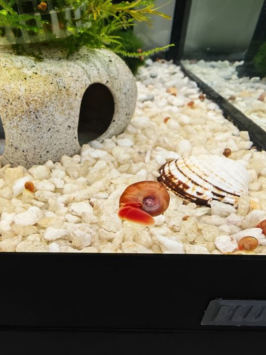 caracóis ramshorn – Excelentes Limpadores!