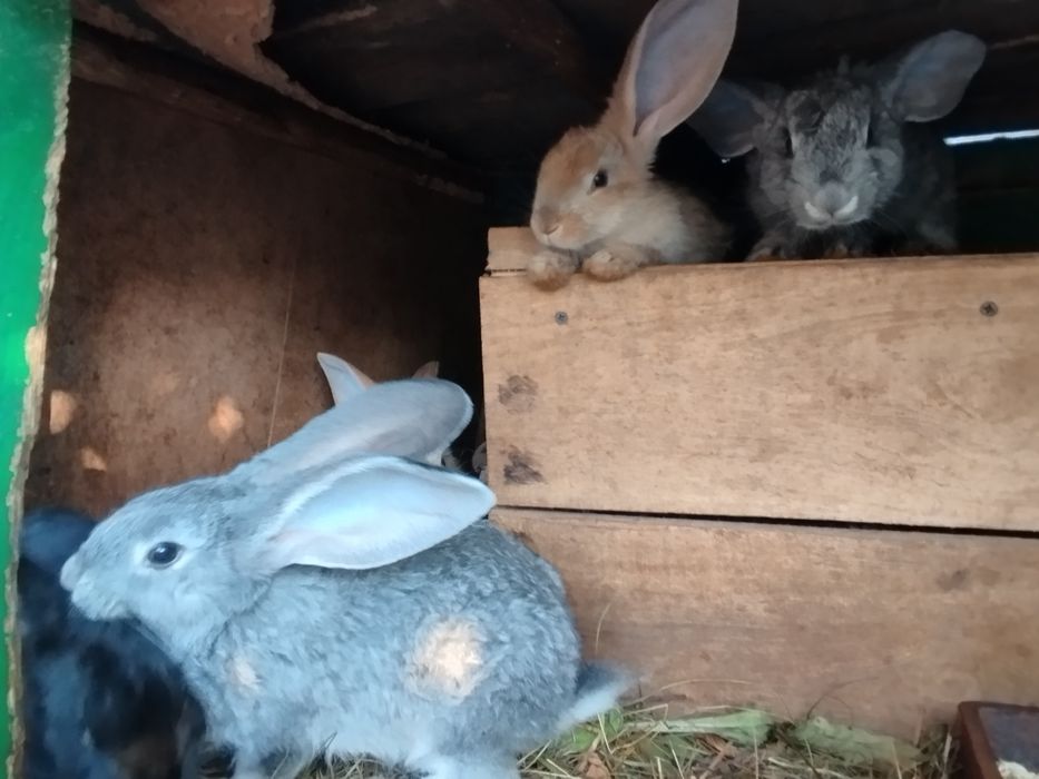 Продам кролей.есть маленькие от двух месяцев и до пяти