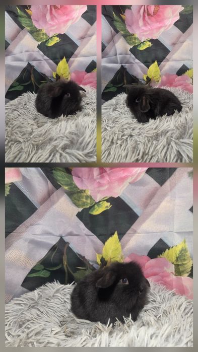 Karzełki Mini Lopki