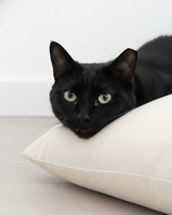Setúbal / Margem Sul — LINDA, gatinha para adoção