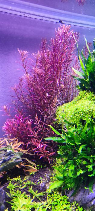 Rotala singapore blood red