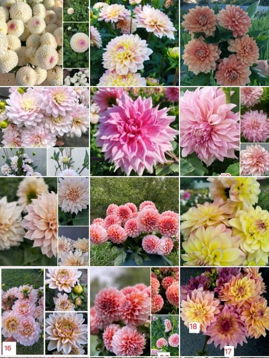 Жоржини бульби Георгины гергіни красиві