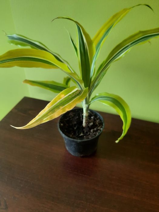 Dracena kwiatek doniczkowy