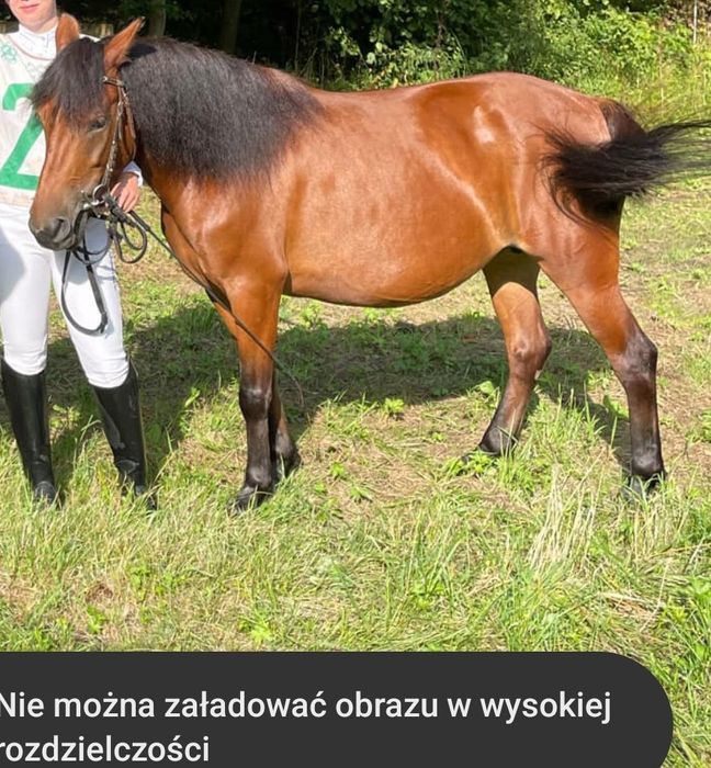 Sprzedam klacze huculskie PROGRAMOWE