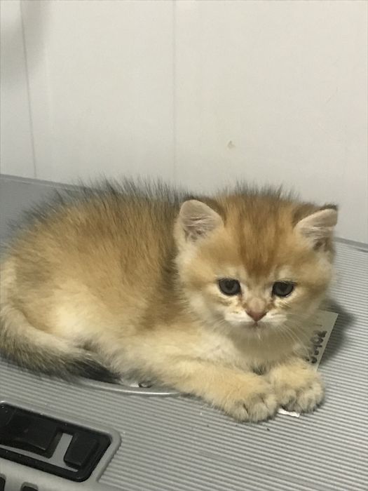 Котята британцы ,золотая шиншила