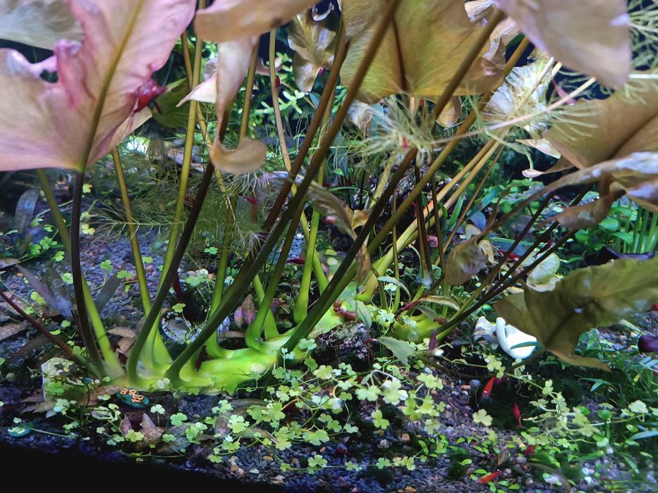 Кровава Мері (чіста лінія)