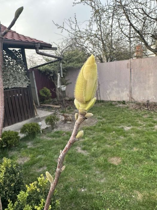 Магнолія ПОЛьша