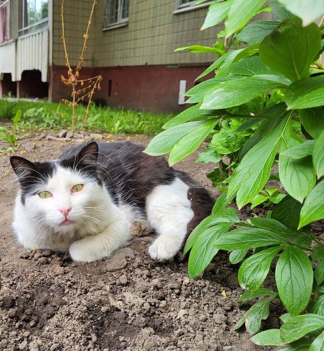 Котик-пандочка шукає дім